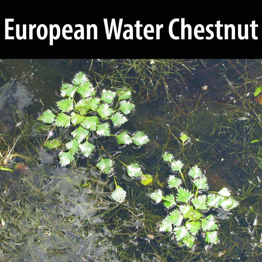 European Water Chestnut A close up of water plants in the water