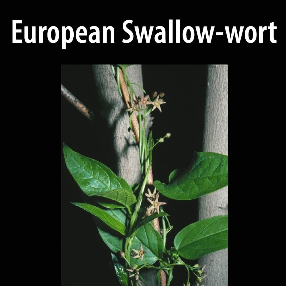 European swallow-wort A close up of the leaves on a tree