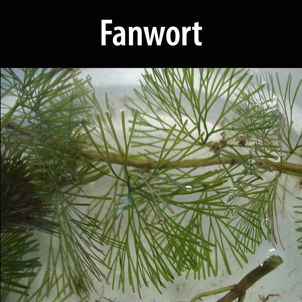 Fanwort A close up of some green leaves on a tree