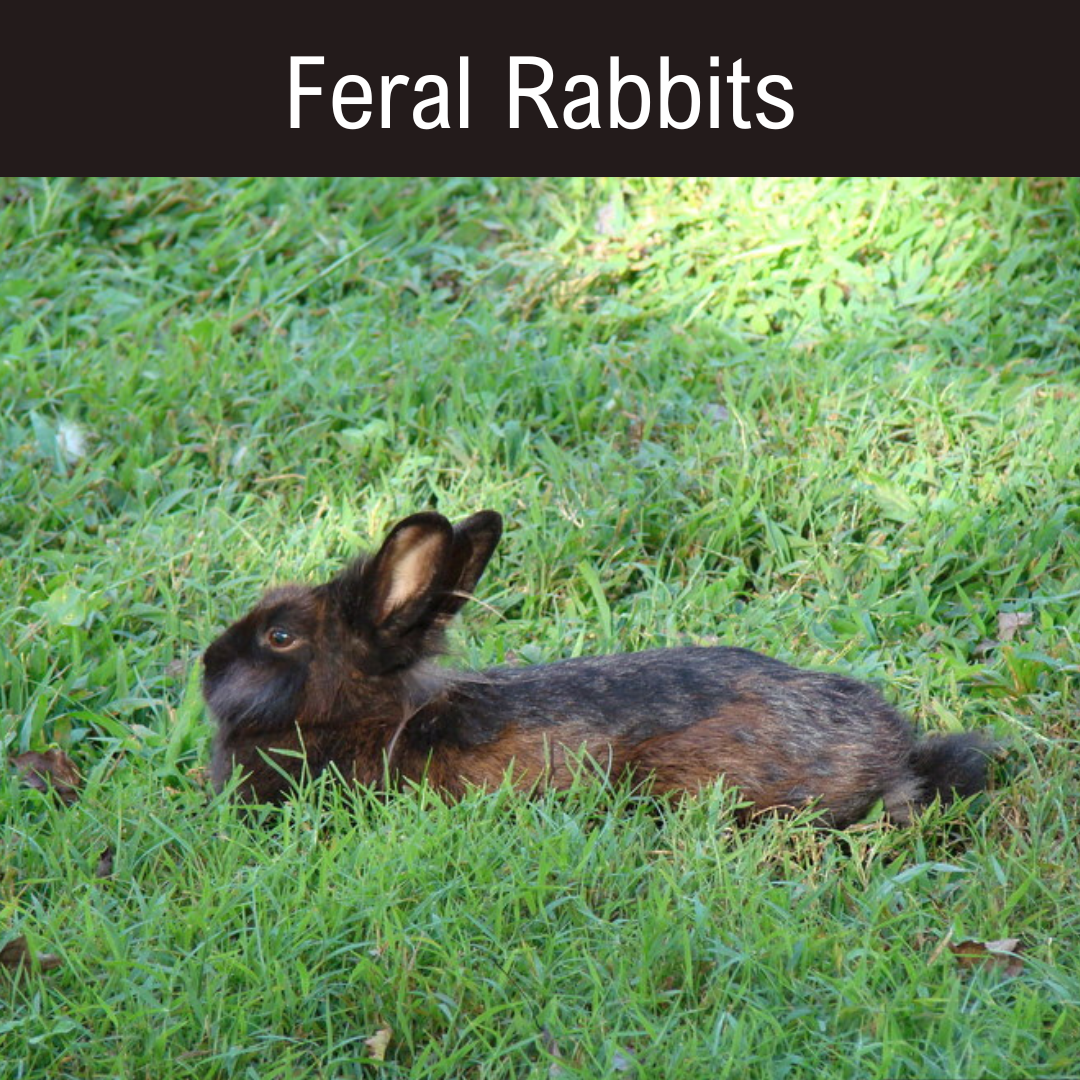 Feral Rabbits A black and brown rabbit laying in the grass.