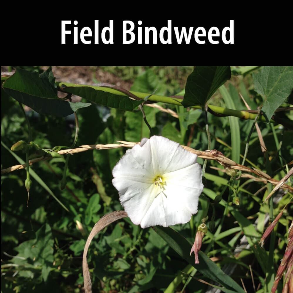 Field-bindweed(1) A white flower with yellow center in the middle of green grass.