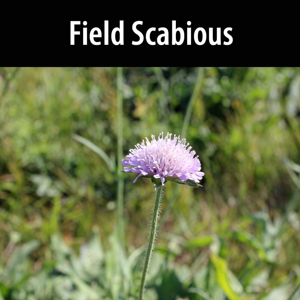 Field scabious A purple flower with white center and green background.