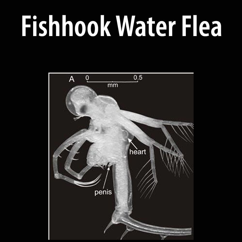 Fishhook Water Flea A picture of an animal that is in the water.
