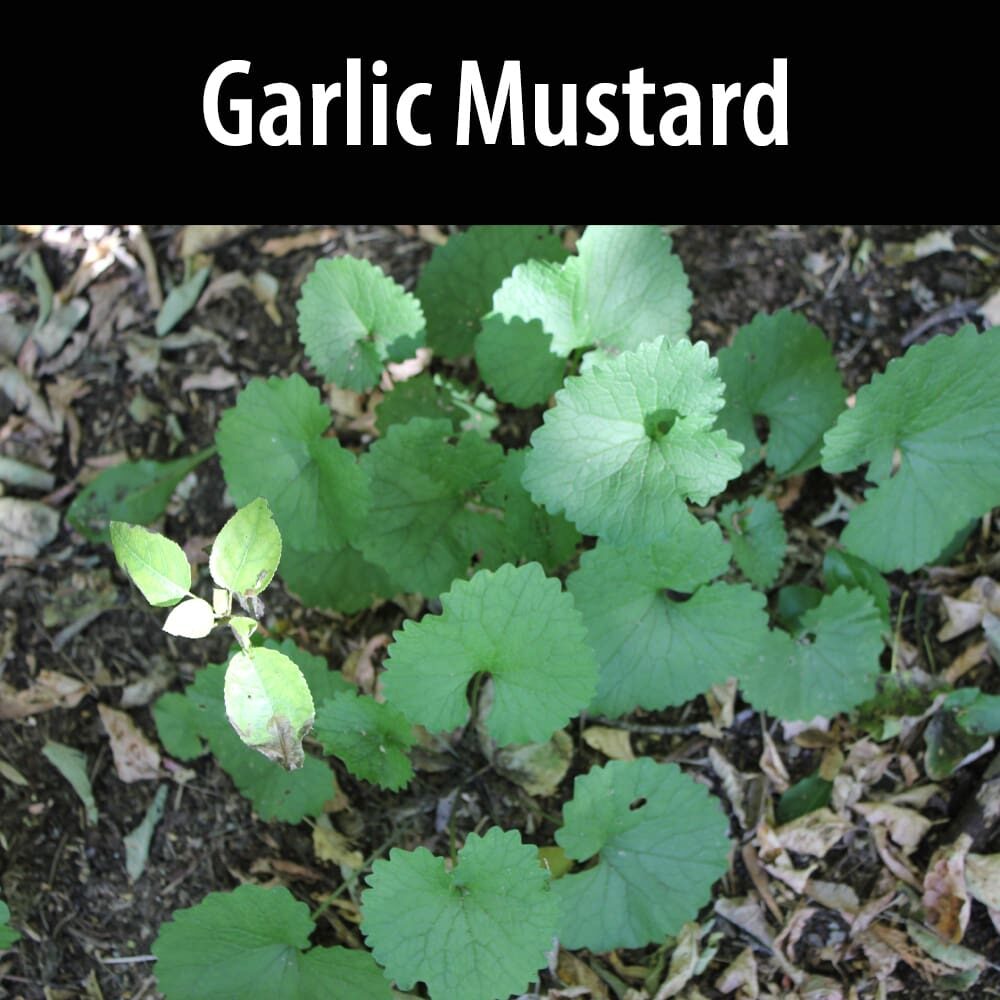 Garlic mustard A close up of garlic mustard plant in the ground