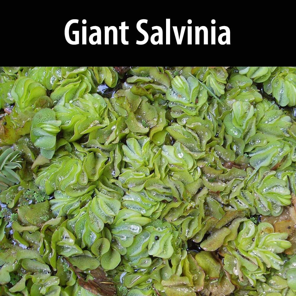 Giant Salvinia A close up of some green plants with water droplets