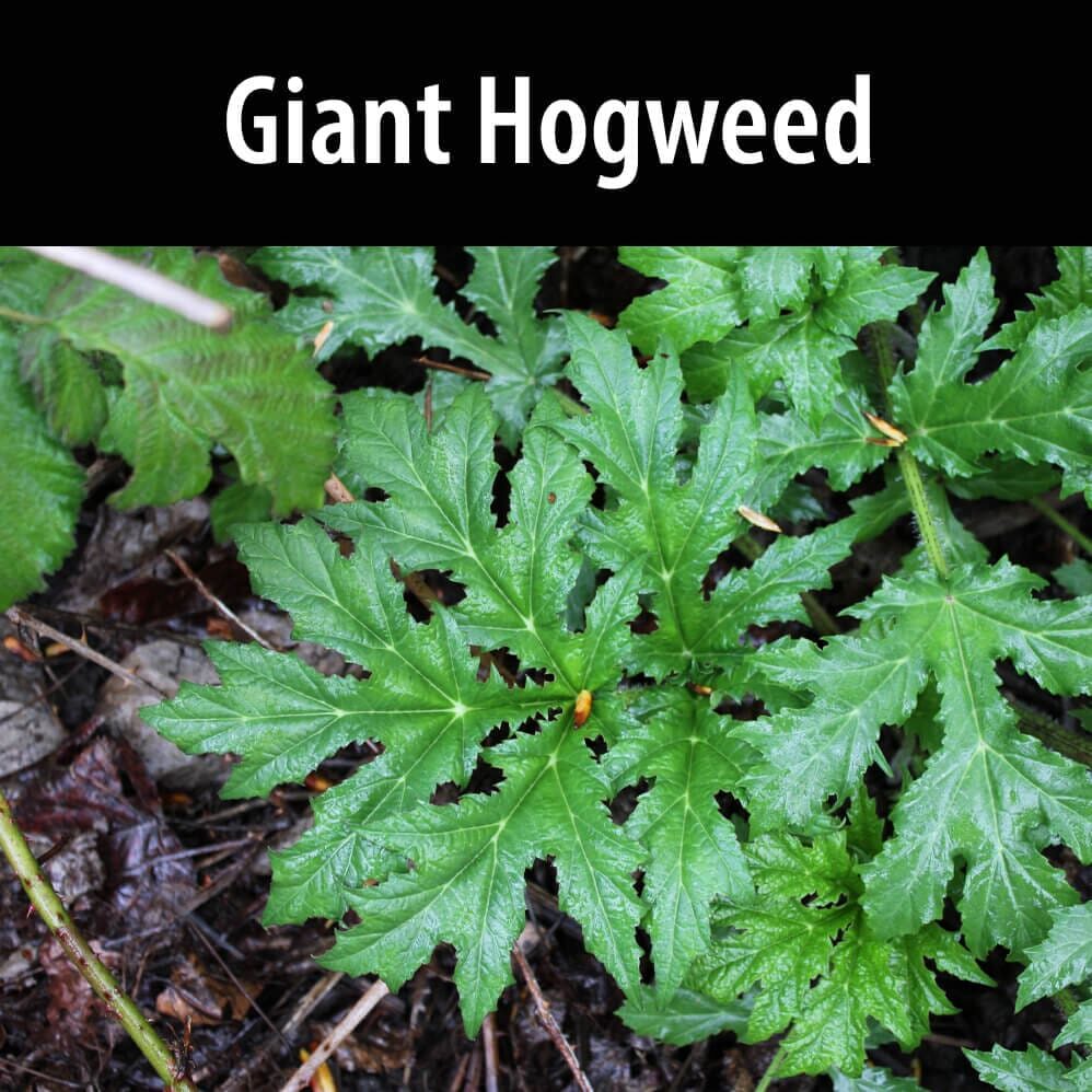 Giant-hogweed(1) A close up of the leaves of giant hogweed