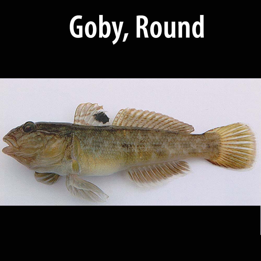 Goby, Round A fish is sitting on the surface of water.