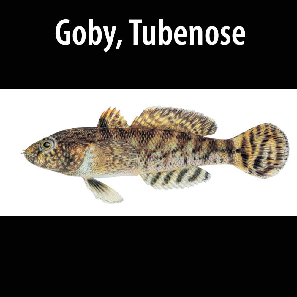 Goby, Tubenose A fish is shown with the name of goby.