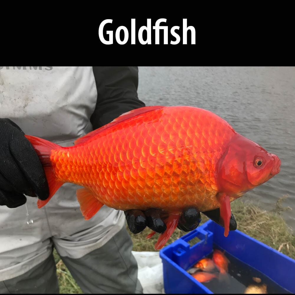 Goldfish A person holding a large fish in front of water.
