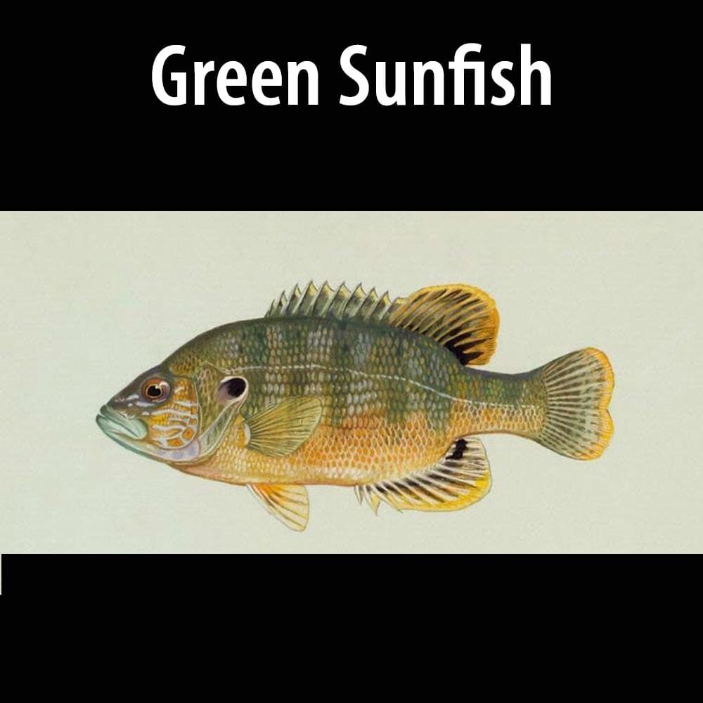 Green Sunfish thumb A green sunfish is shown in this picture.