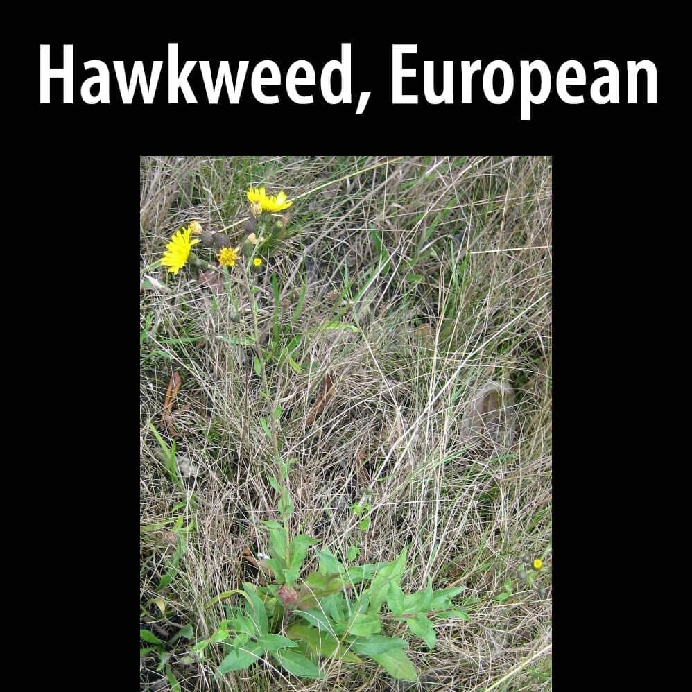 Hawkweed-European-(1) A picture of some weeds in the grass.