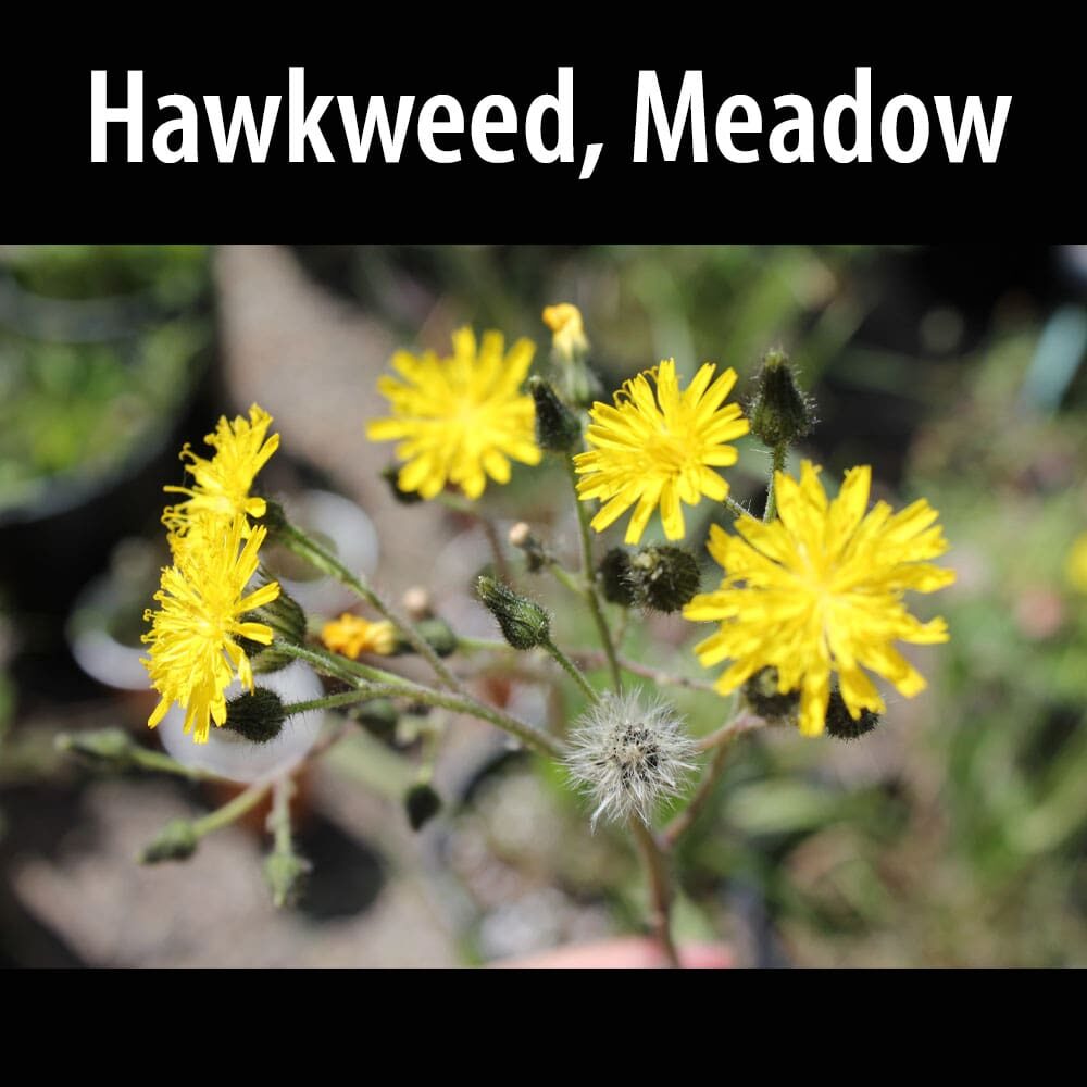Hawkweed Meadow A close up of some yellow flowers with text