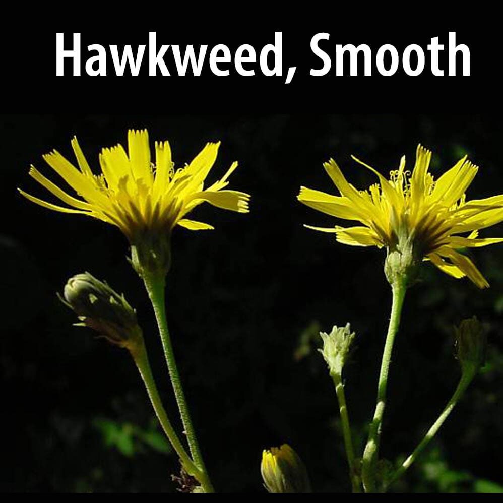 Hawkweed, Smooth-1 Two yellow flowers with the words " hawweed, smooth."