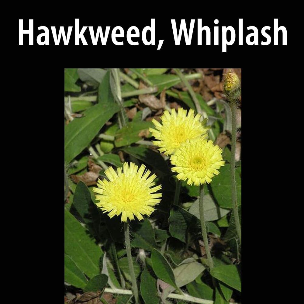 Hawkweed, Whiplash A close up of some yellow flowers with leaves