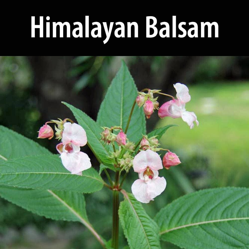 Himalayan Balsam-1 A close up of the flowers on a plant