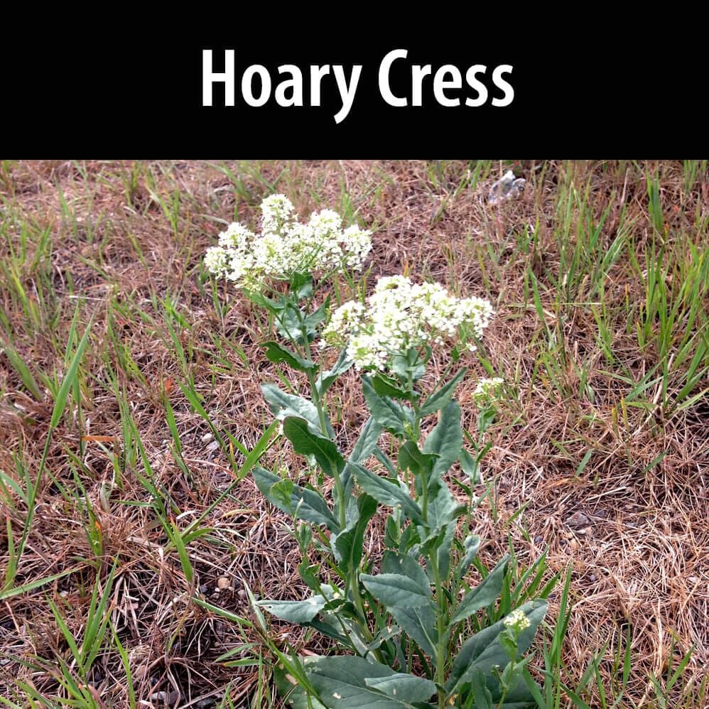 Hoary-cress A close up of some flowers in the grass