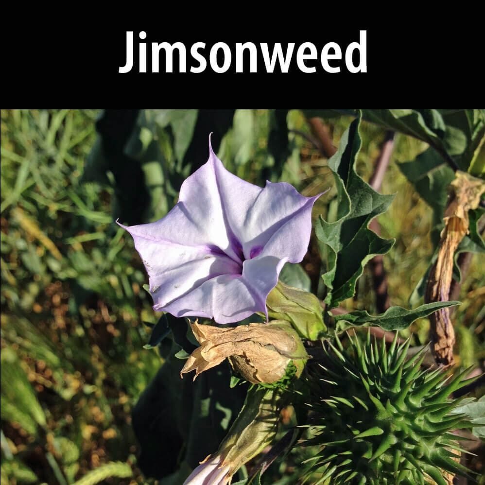 Jimsonweed A purple flower sitting on top of green plants.