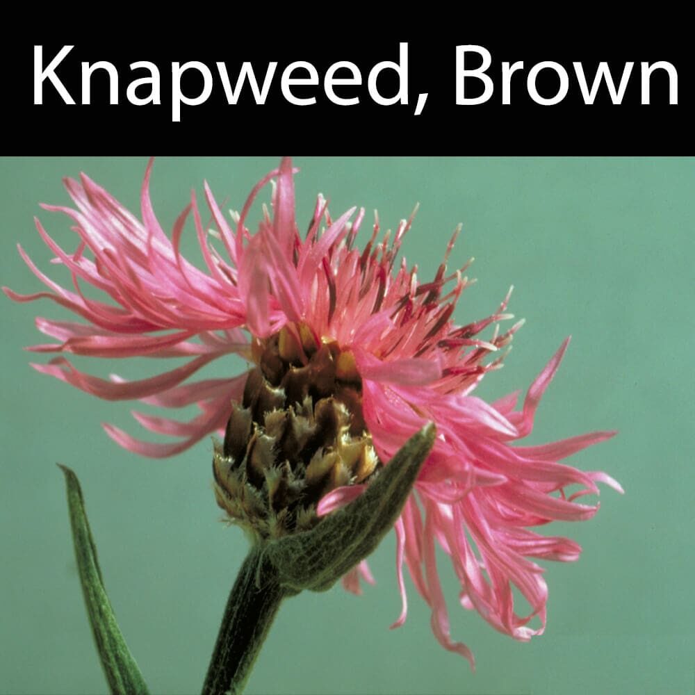 Knapweed-Brown A pink flower with the name of knapweed, brown.