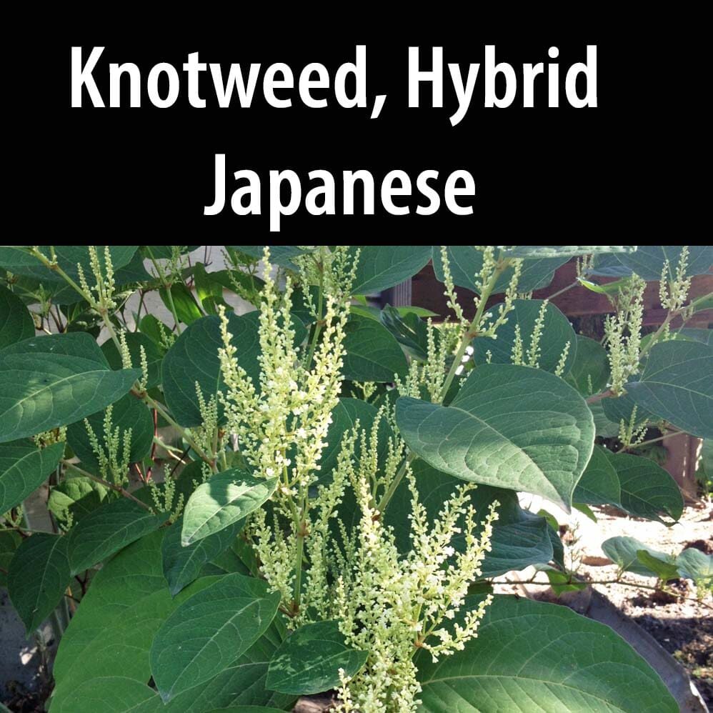 Knotweed, Hybrid Japanese-1 A plant with green leaves and white flowers.