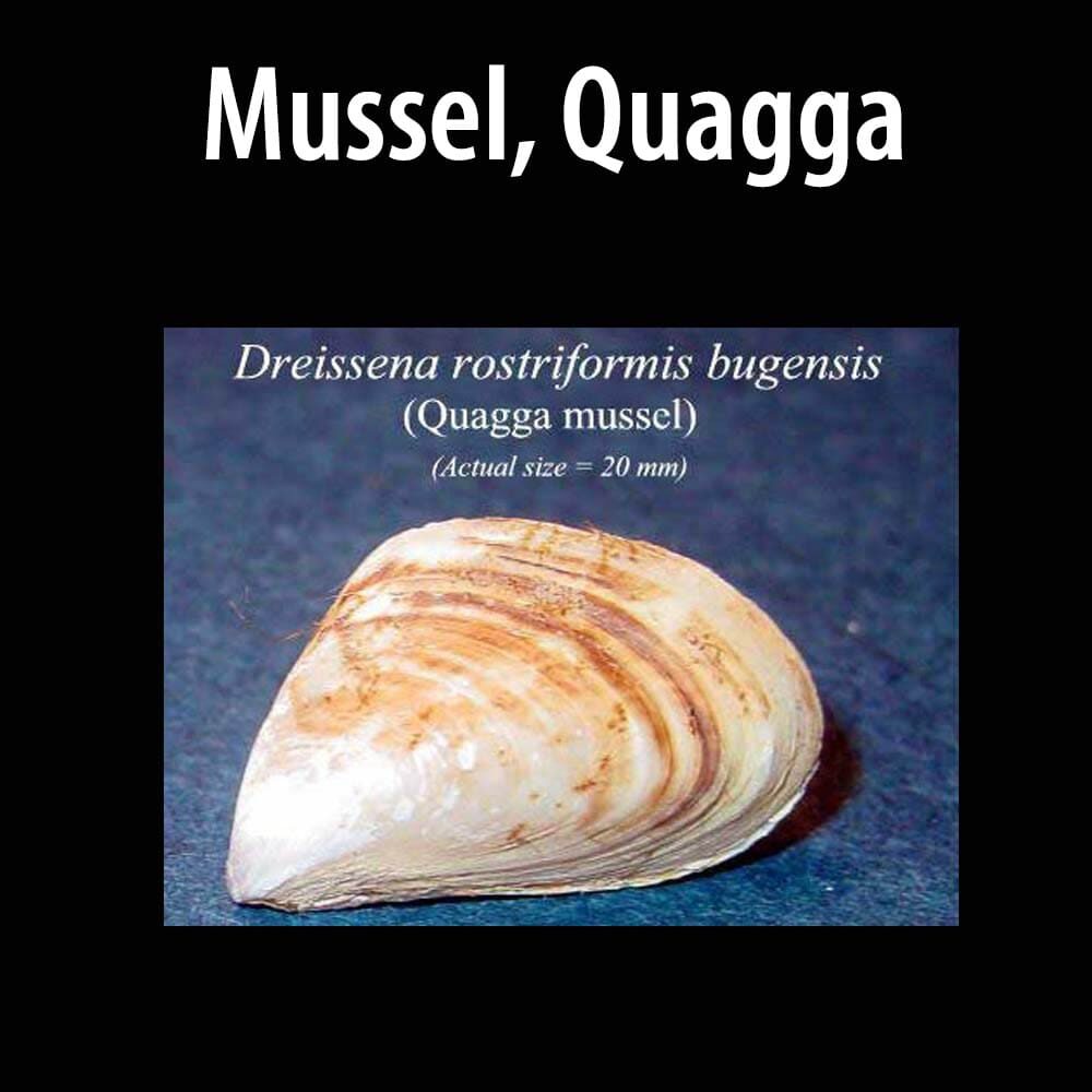 Mussel Quagga A close up of a shell with text on it