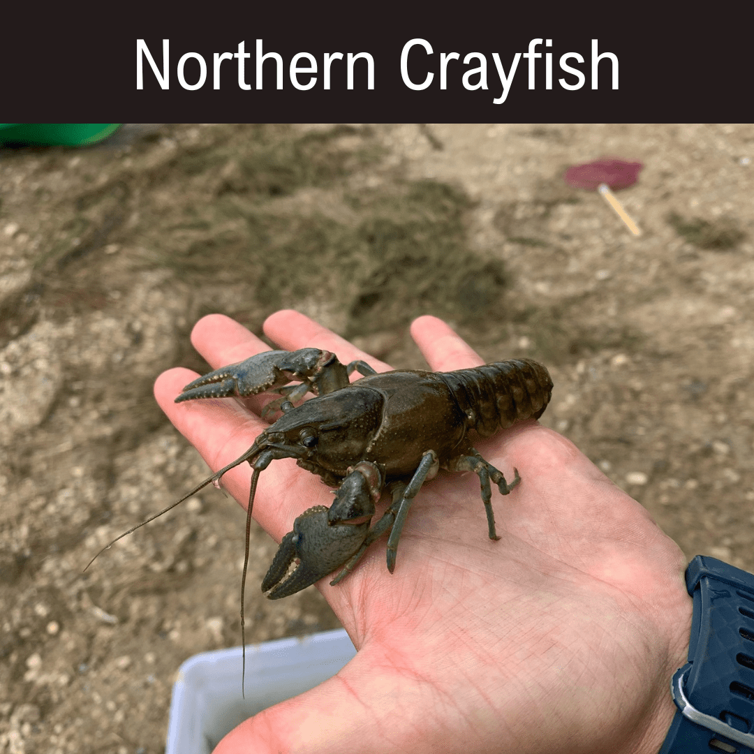 Northern crayfish A person holding a large crayfish in their hand.