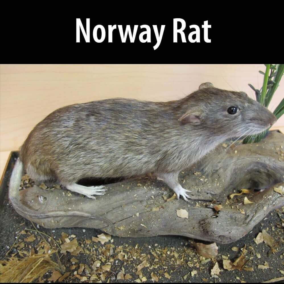 Norway-rat(1) A small rat sitting on top of a tree branch.