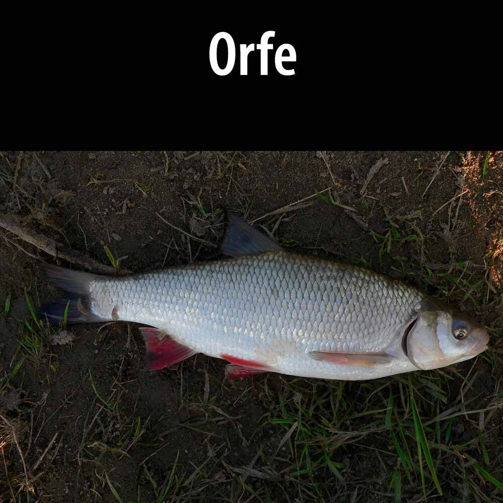 Orfe A fish laying on the ground with grass in front of it.