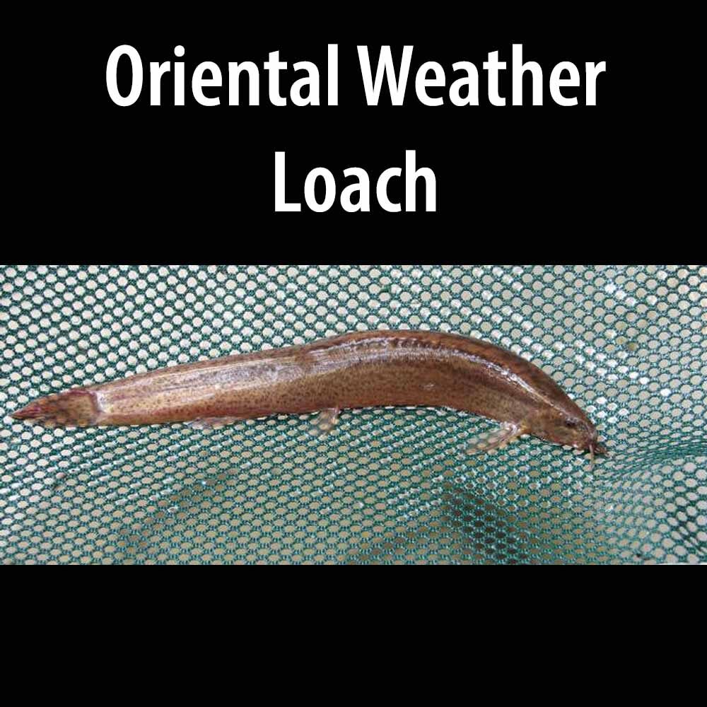 Oriental Weather Loach 4 A close up of an oriental weather loach