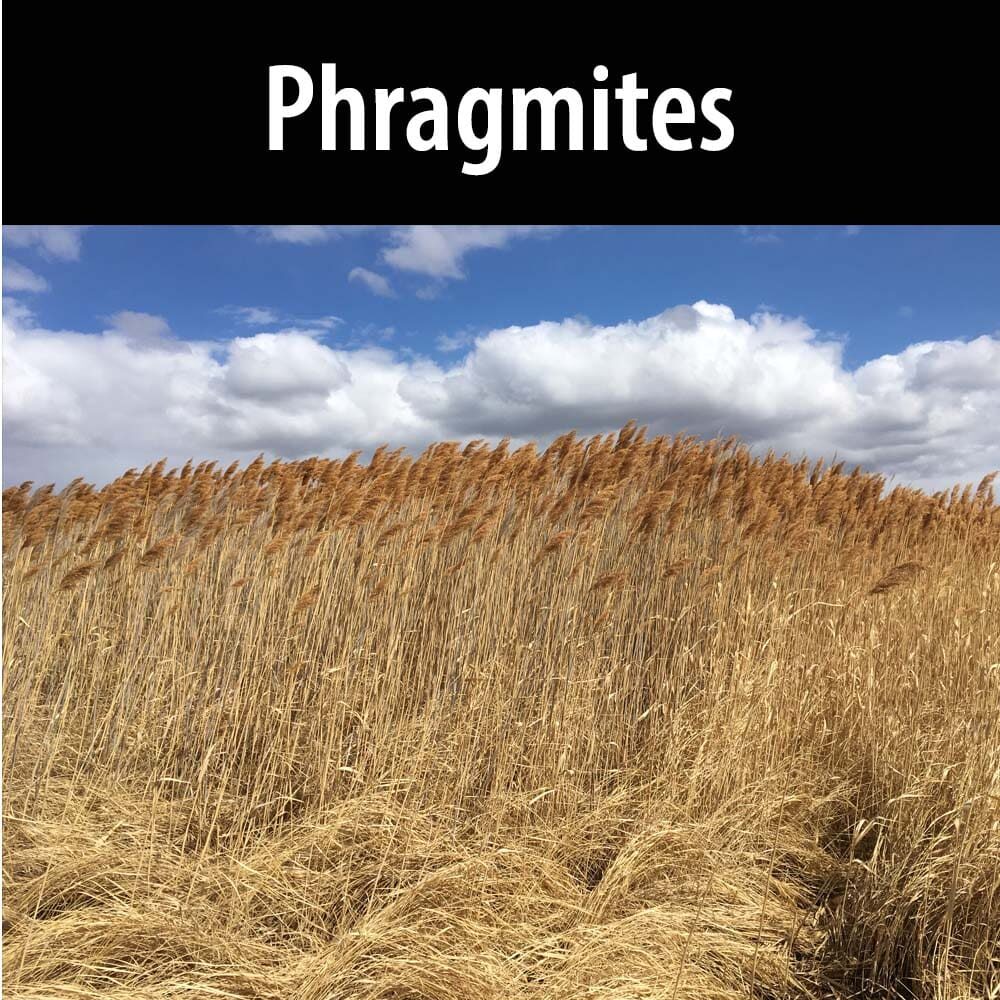 Phragmites A field of tall grass with the sky in the background.