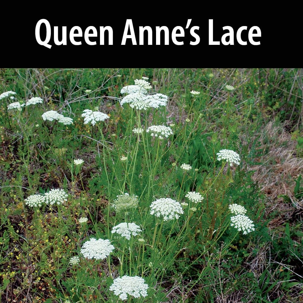 Queen Anne's Lace A field of queen anne 's lace in the grass.