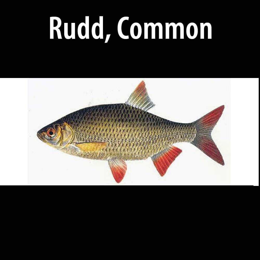 Rudd, Common thumb A fish with red fins and black head on a white background.