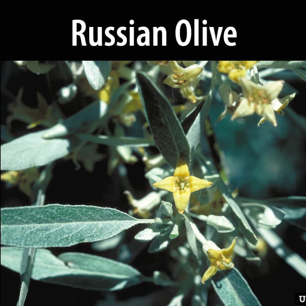 Russian-Olive A close up of the leaves on a russian olive tree