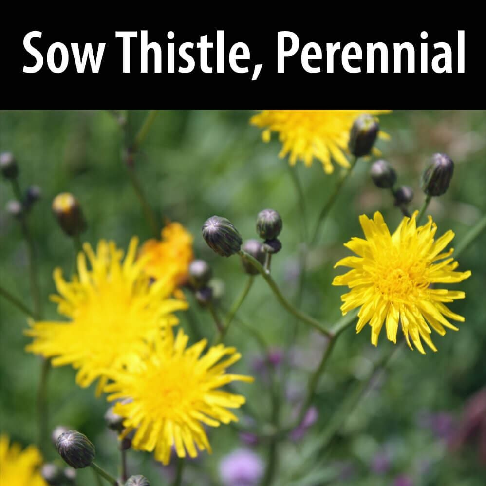 Sow-Thistle-Perennial A close up of yellow flowers with text