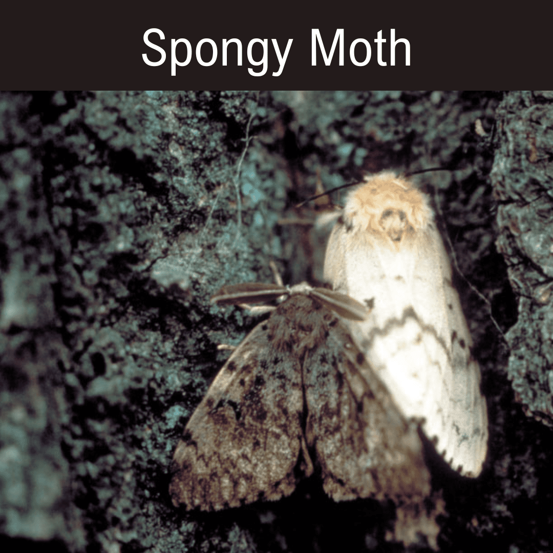 Spongy moth A white and brown moth sitting on the ground.