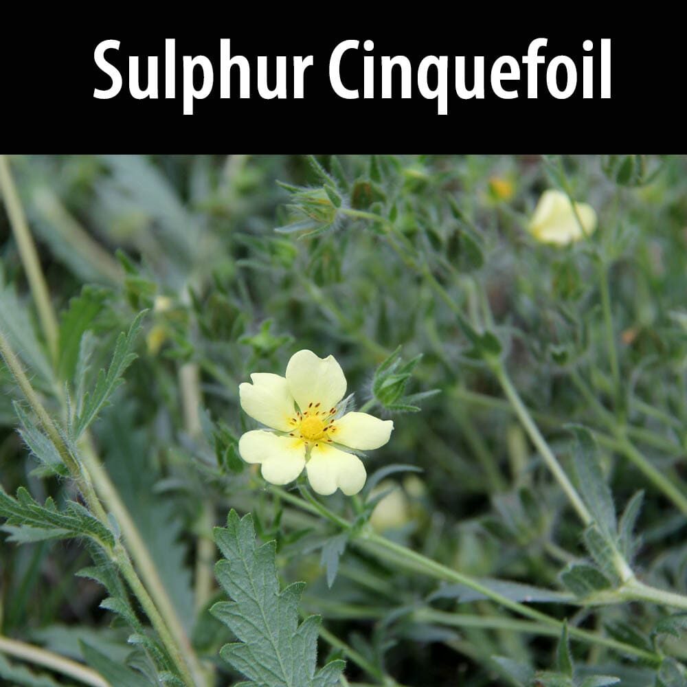 Sulphur Cinquefoil A close up of some yellow flowers with green leaves
