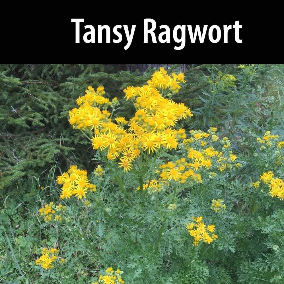 Tansy ragwort A close up of yellow flowers with text