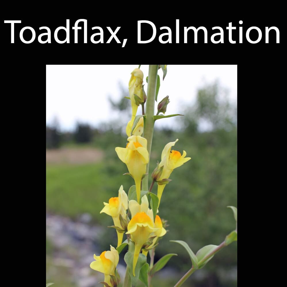 Toadflax, Dalmation A close up of some yellow flowers with the text " toadflax, dalmation ".