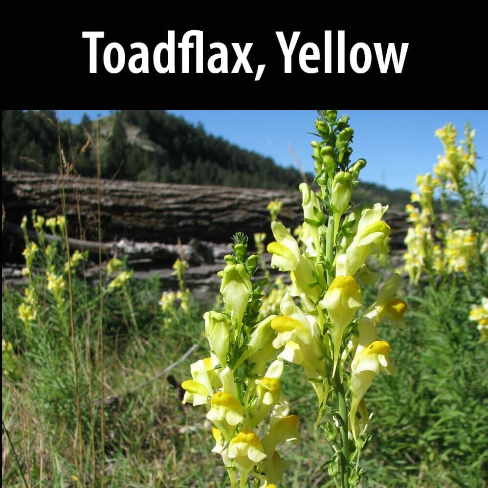 Toadflax-Yellow A field of yellow flowers with trees in the background.
