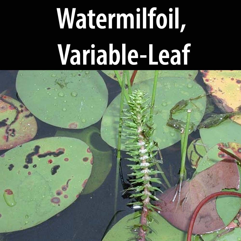 Water Milfoil Variable Leaf A close up of some water plants with text