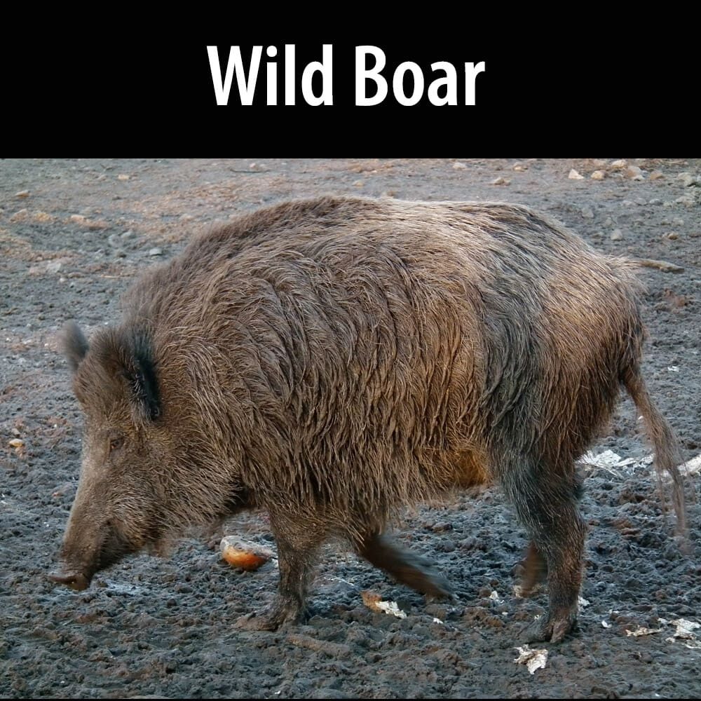 Wild Boar A wild boar walking on the ground in the dirt.