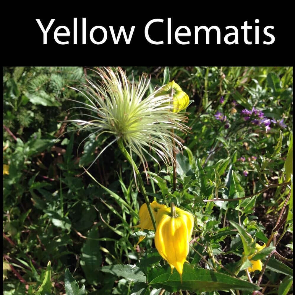 Yellow-Clematis A yellow flower and some green grass