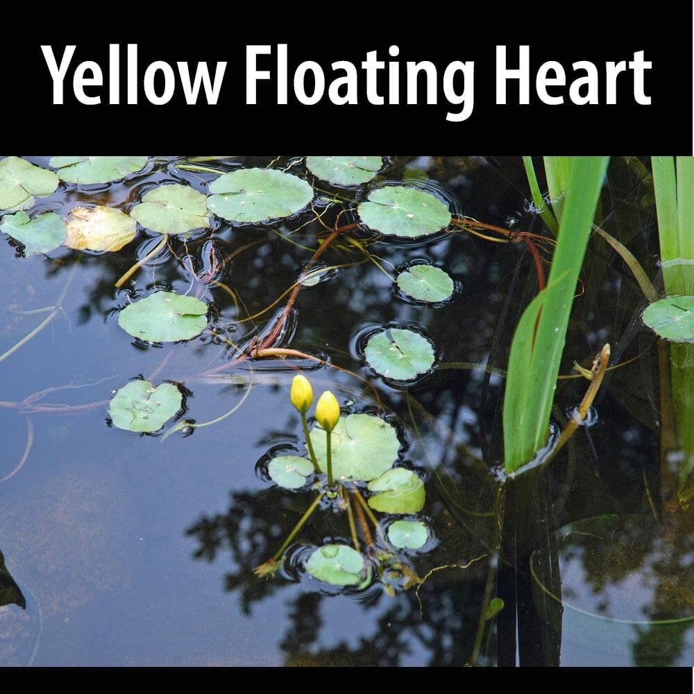 Yellow Floating Heart-1 A yellow floating heart in the water.