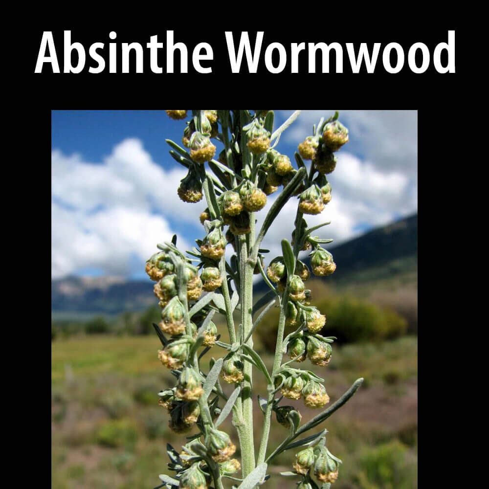 absinthe-wormwood(1) A close up of the plant absinthe wormwood