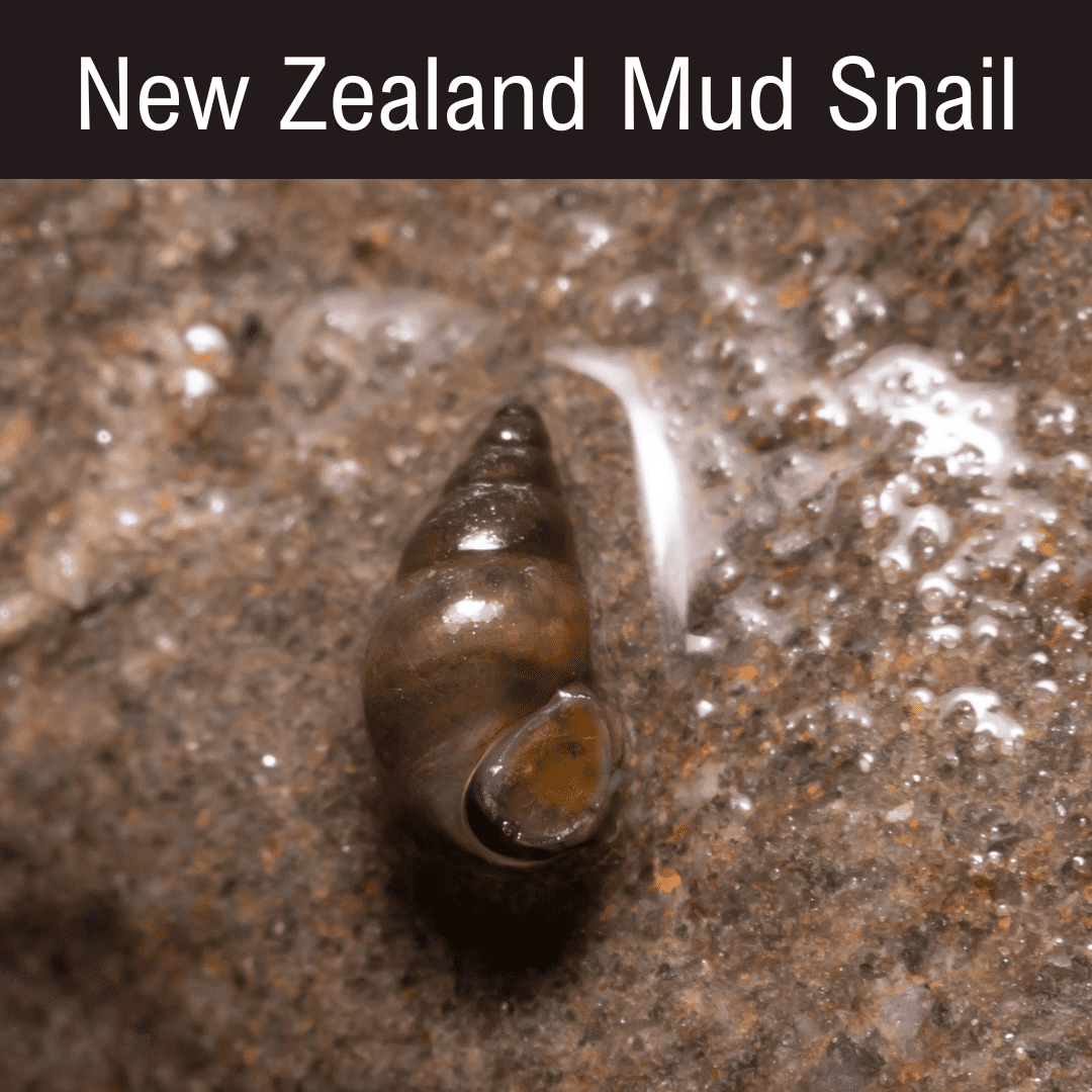 website NZMS website NZMS