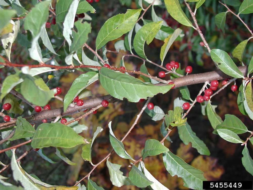 File name: Autumn-olive-Leslie-J.-Mehrhoff-University-of-Connecticut-Bugwood.org-2.jpg