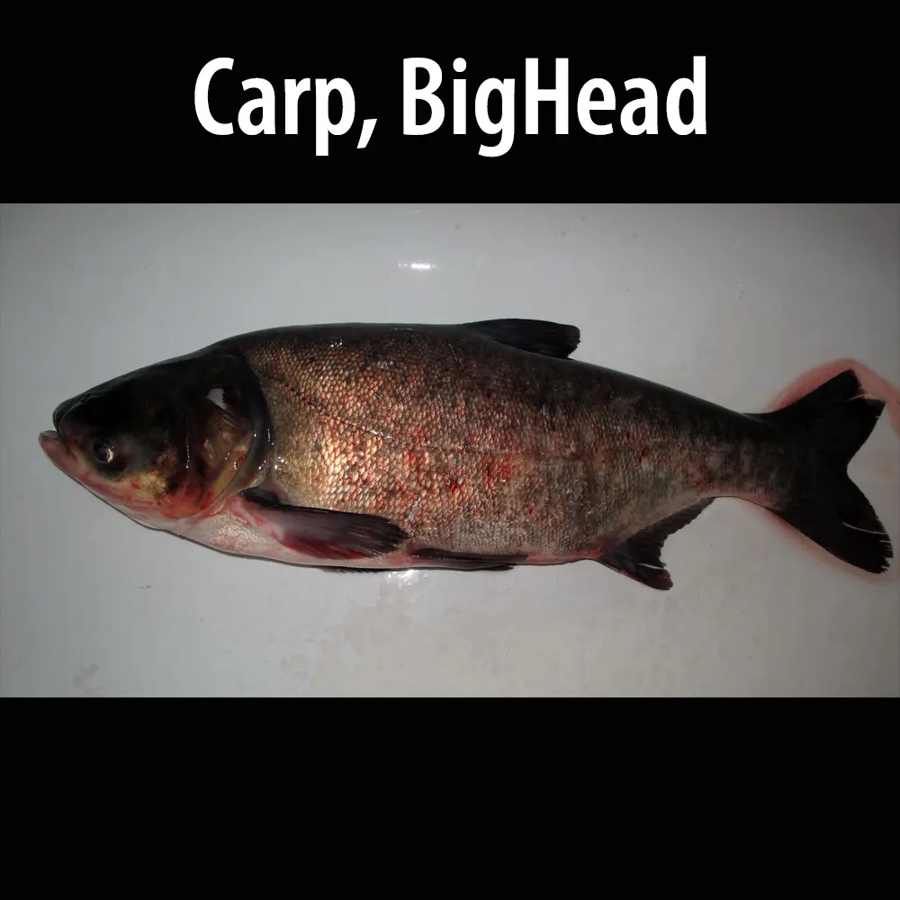 Carp BigHead