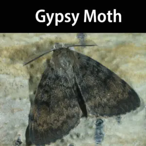 A close up of a gypsy moth on the ground.