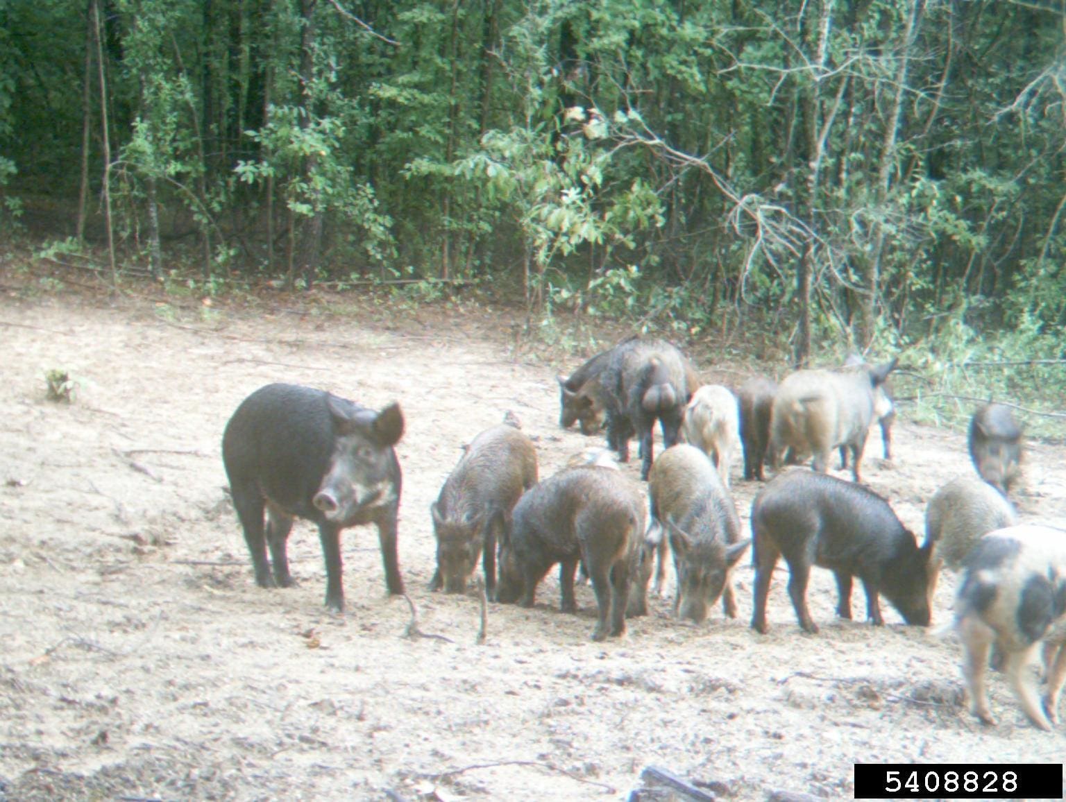 A herd of wild hogs grazing in the dirt.
