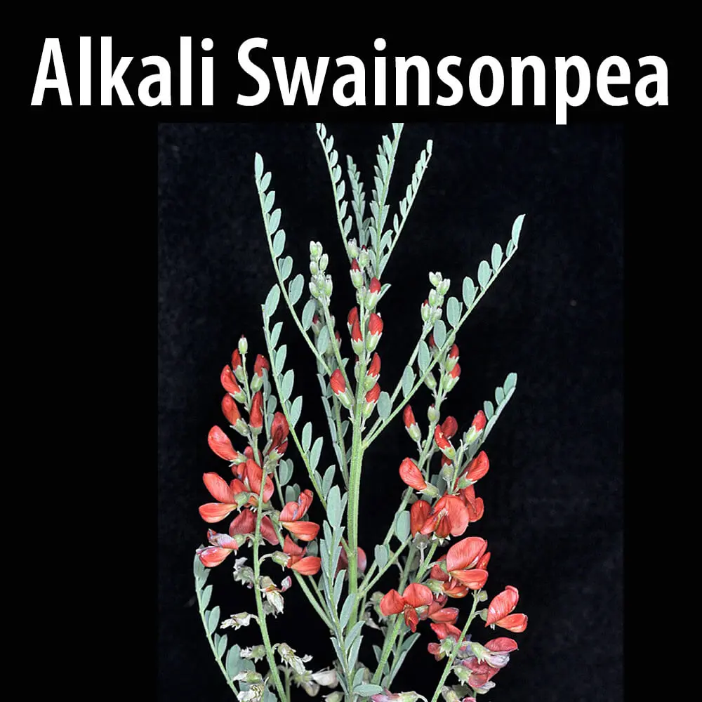 A close up of the plant alkali swainsonpea