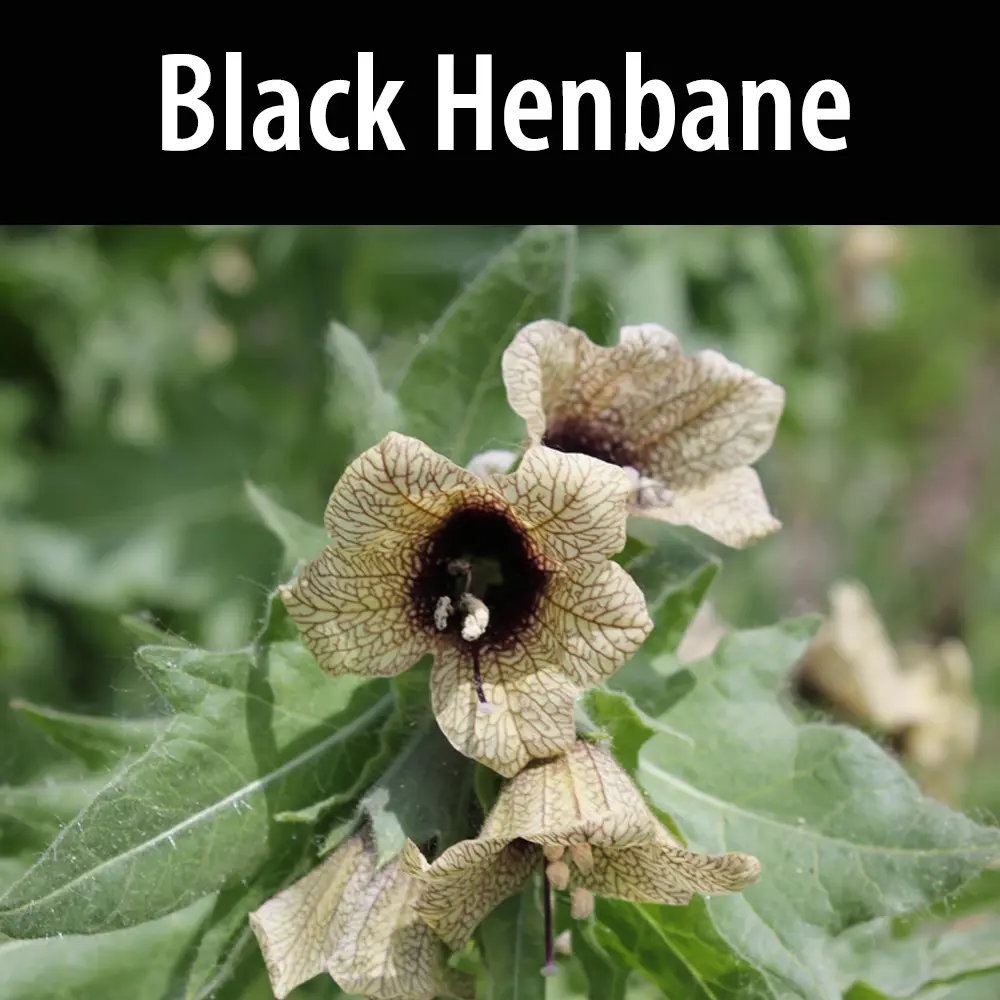 Black henbane